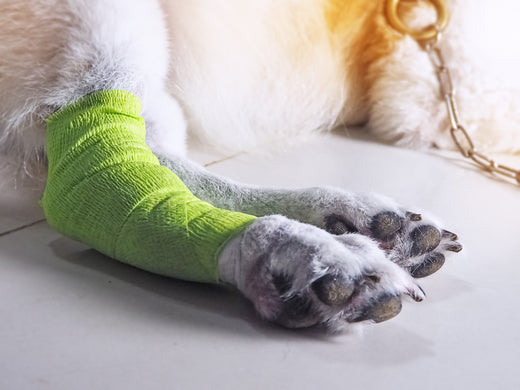 Ten top ways you can help your dog with arthritis at home