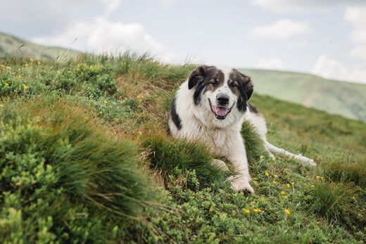 The differences between medicines and food supplements for dogs and cats